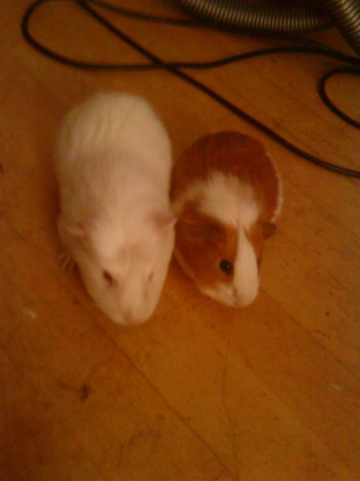 Marsvin Olle billede 4