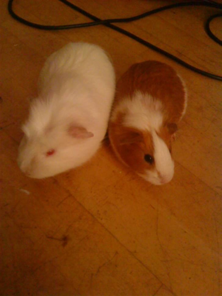 Marsvin Olle billede 5