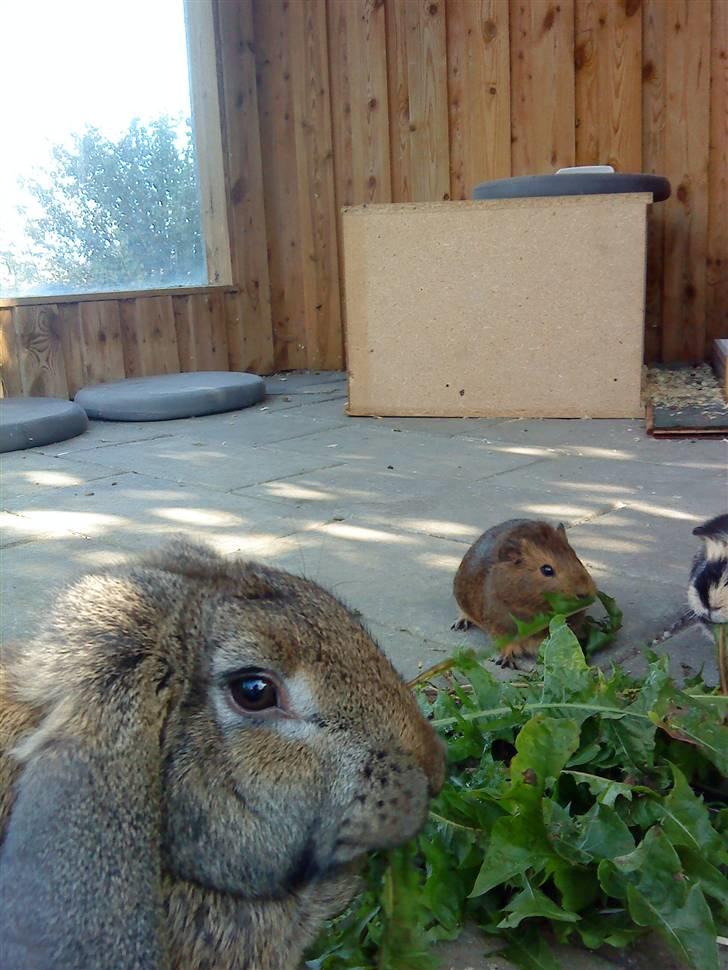 Kanin Tulle billede 1