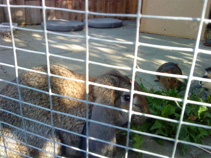 Kanin Tulle billede 2