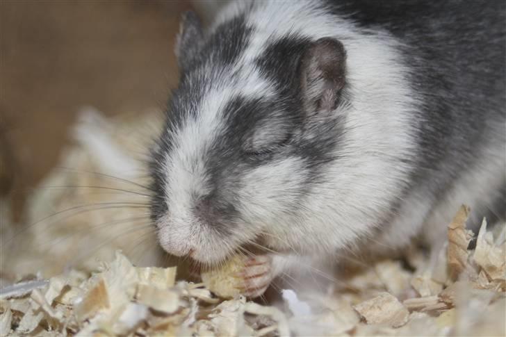 Ørkenrotte Manse R.I.P billede 13