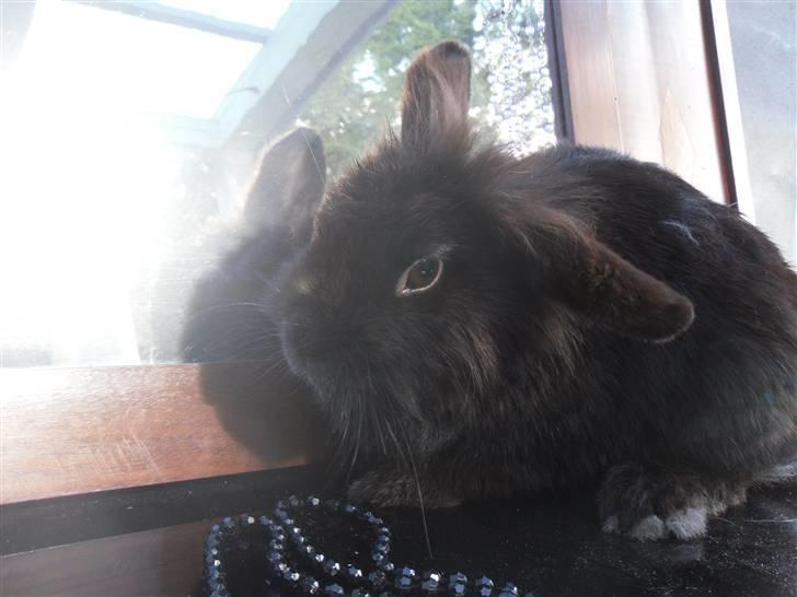 Kanin Soeky billede 2