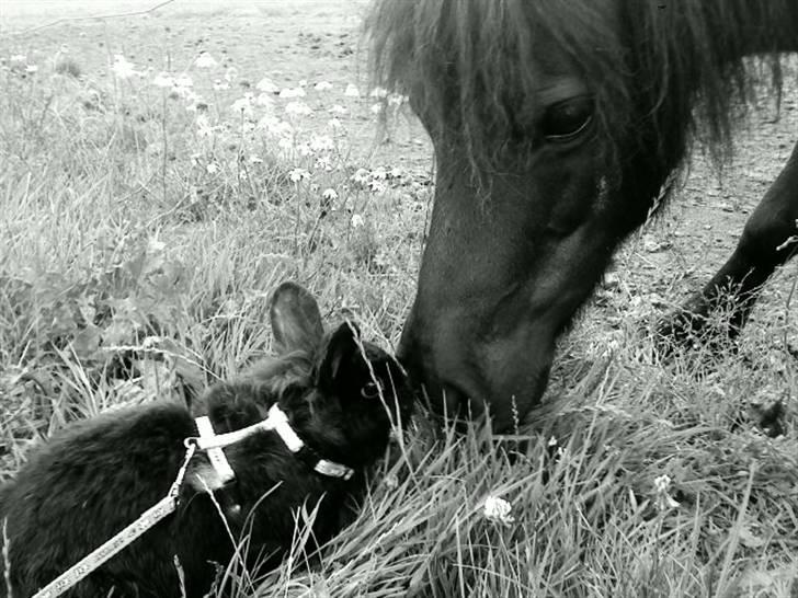 Kanin Soeky - Soeky og Silke<3 billede 3