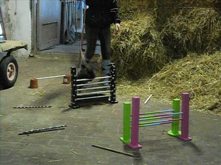 Kanin Soeky - Soeky hopper:) billede 4