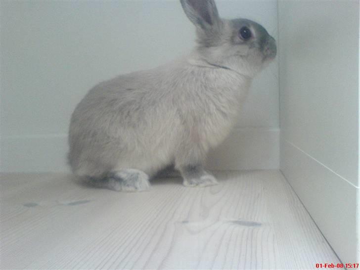 Kanin Sniffe billede 5