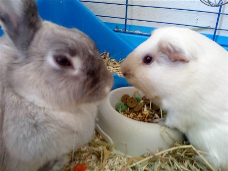 Kanin Sniffe billede 6
