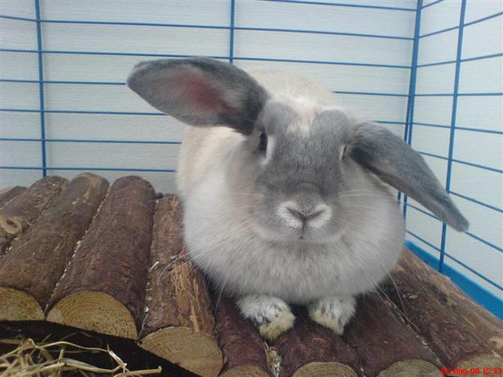 Kanin Sniffe billede 7