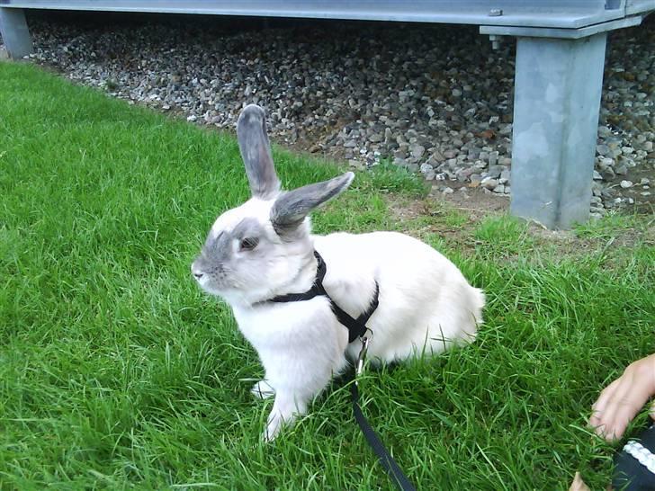 Kanin Sniffe billede 9