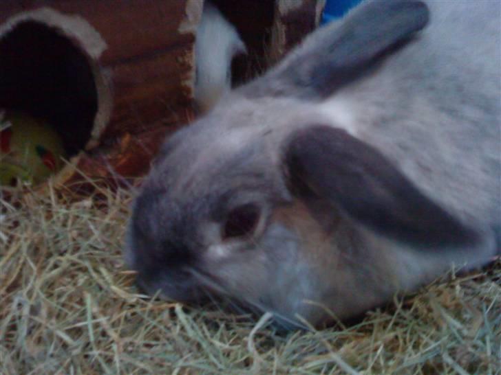 Kanin Sniffe billede 10