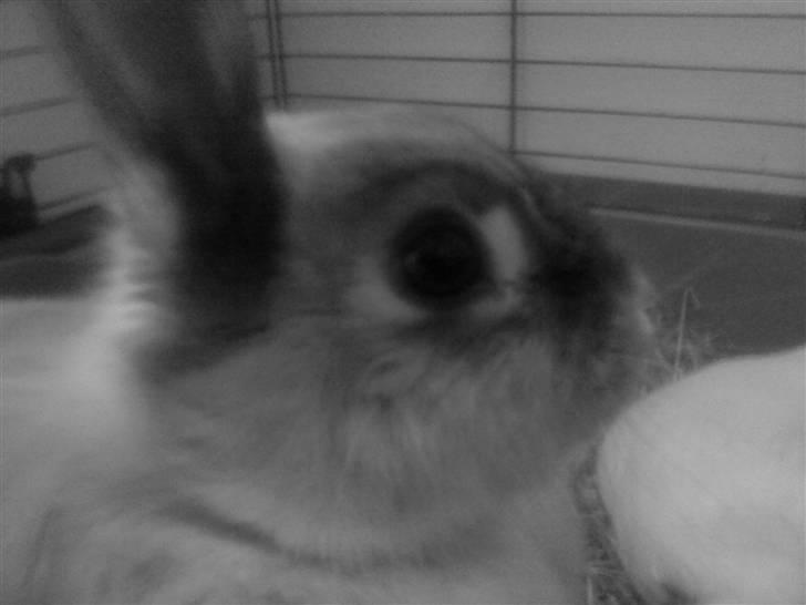 Kanin Sniffe billede 11