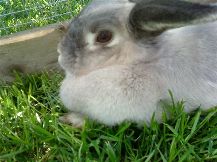 Kanin Sniffe billede 13