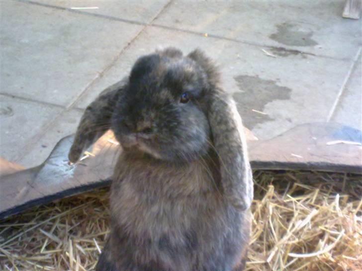 Kanin Don ø R.I.P :`( billede 1