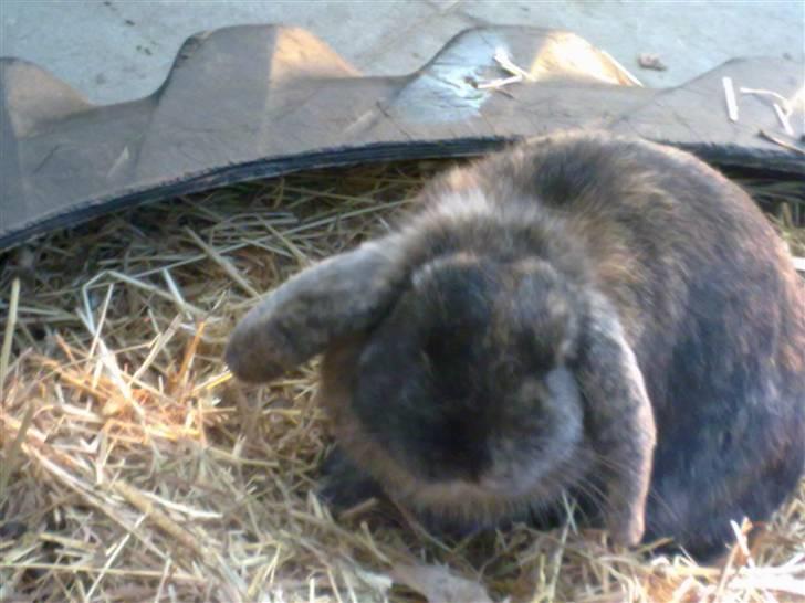 Kanin Don ø R.I.P :`( billede 2