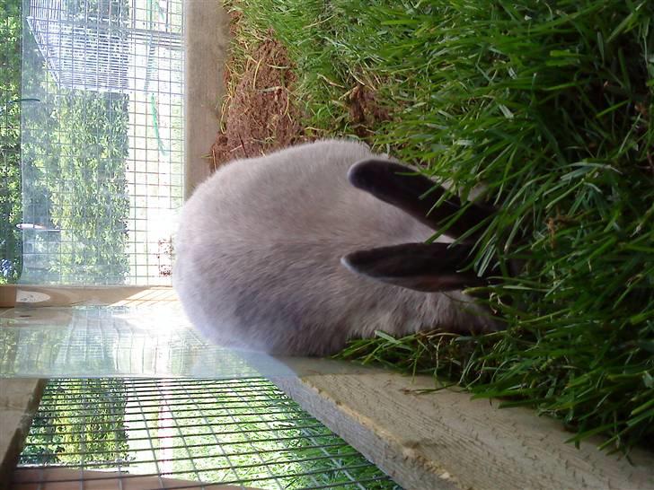 Kanin Sniffe billede 14