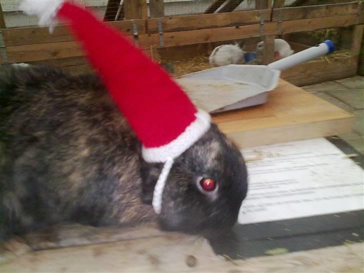 Kanin Don ø R.I.P :`( billede 3