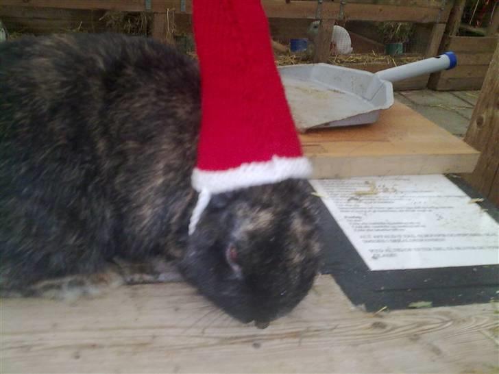 Kanin Don ø R.I.P :`( billede 4