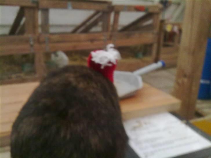 Kanin Don ø R.I.P :`( billede 5