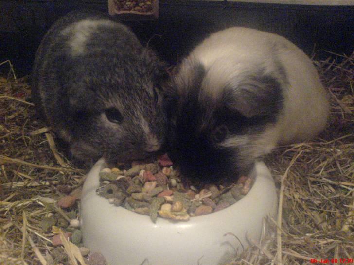 Marsvin Sisi "død" (savnes) billede 1