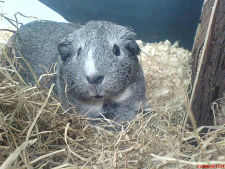 Marsvin Sisi "død" (savnes) billede 2