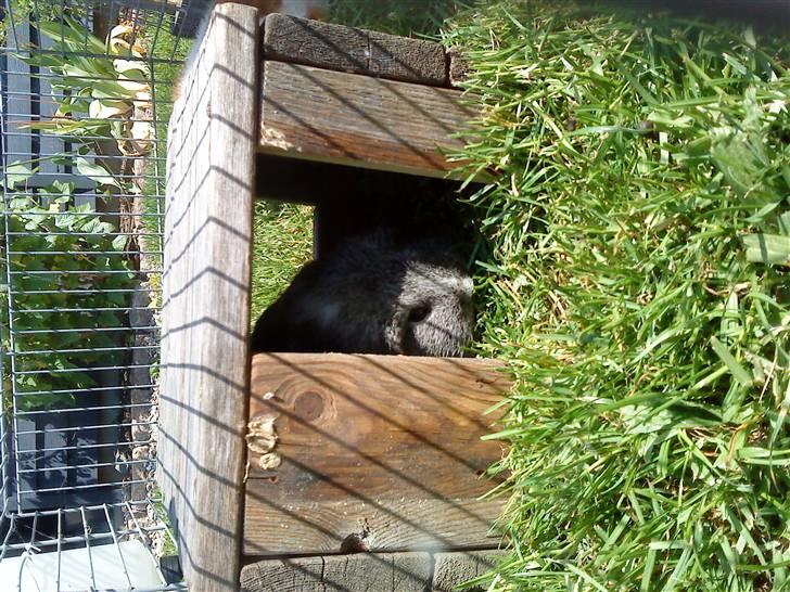 Marsvin Sisi "død" (savnes) billede 3