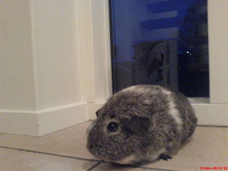 Marsvin Sisi "død" (savnes) billede 4