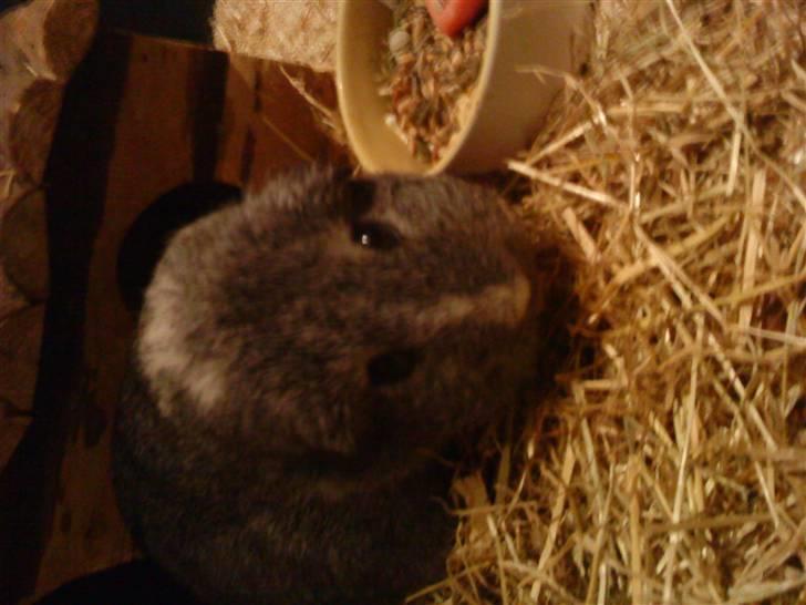 Marsvin Sisi "død" (savnes) billede 5