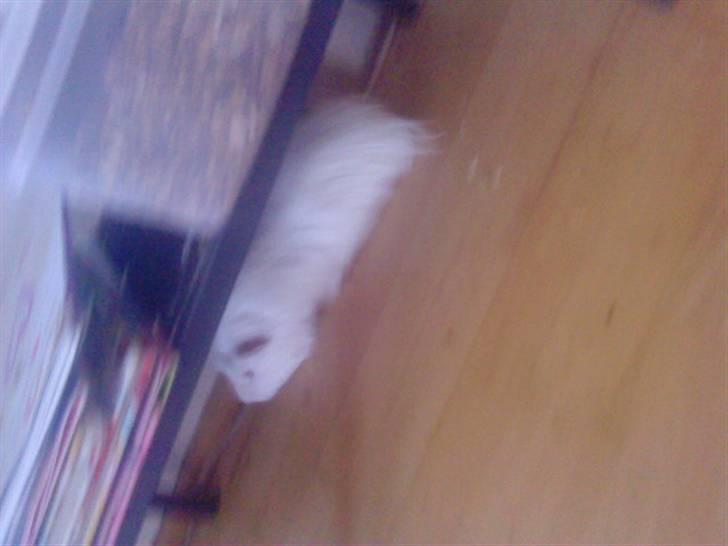 Marsvin Olle billede 6