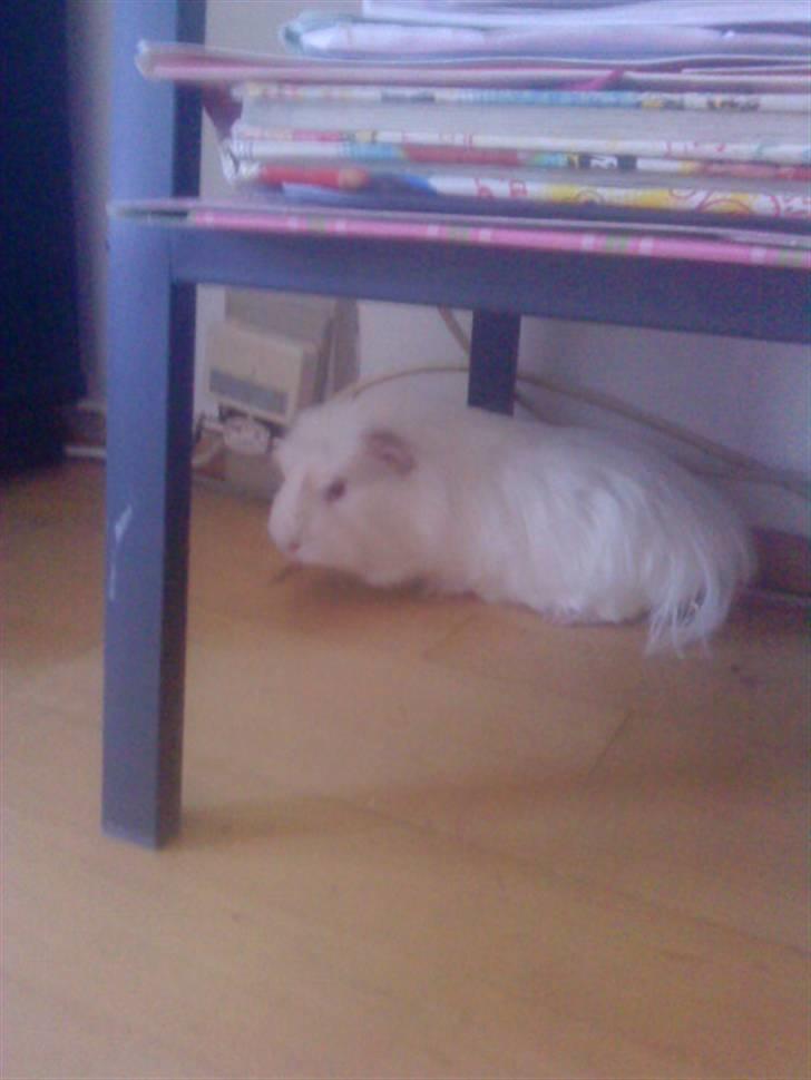 Marsvin Olle billede 7