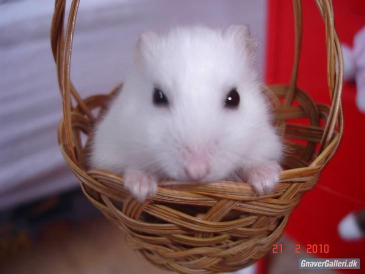 Hamster Sneboldt "HIMMEL HAMSTER" billede 1