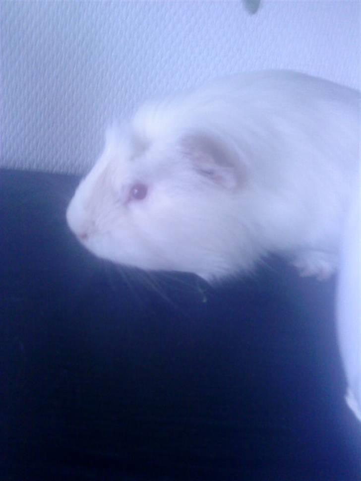 Marsvin Olle billede 8