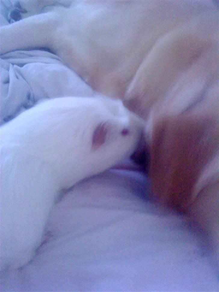 Marsvin Olle billede 9