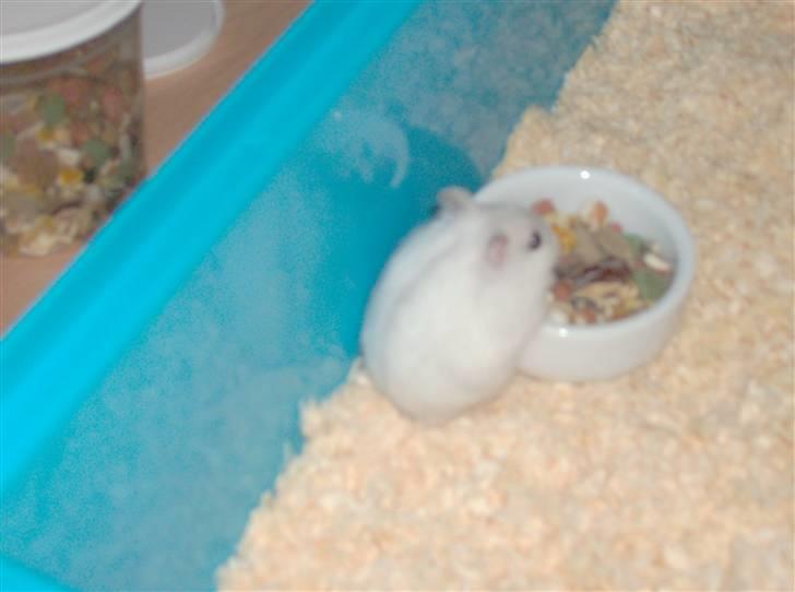 Hamster Sneboldt "HIMMEL HAMSTER" billede 2