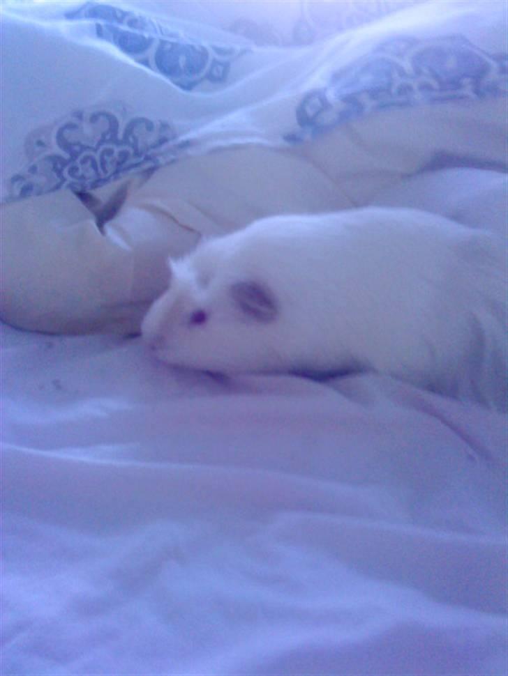 Marsvin Olle billede 10