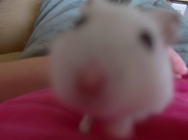 Hamster Sneboldt "HIMMEL HAMSTER" billede 3