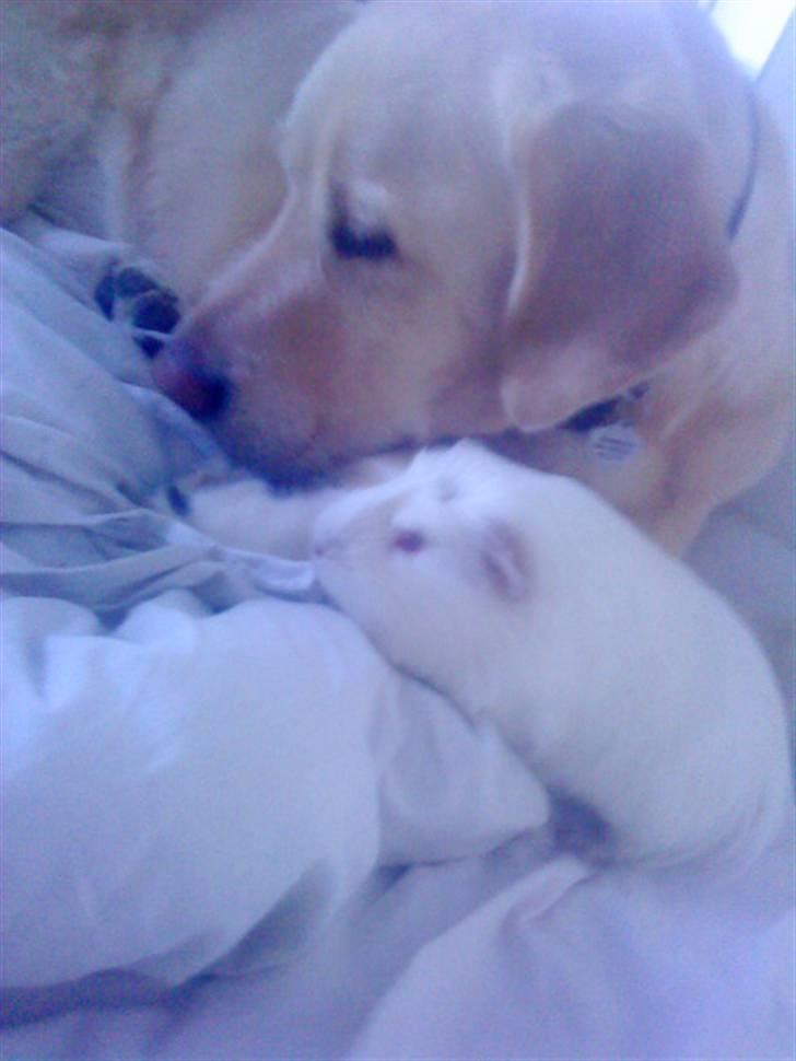 Marsvin Olle billede 11