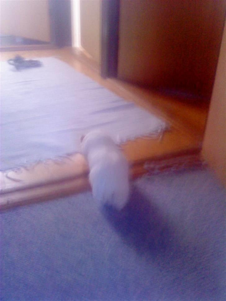 Marsvin Olle billede 12