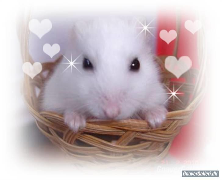 Hamster Sneboldt "HIMMEL HAMSTER" billede 4
