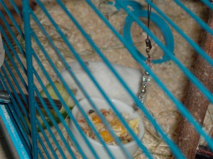 Hamster Sneboldt "HIMMEL HAMSTER" billede 5