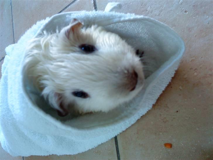 Marsvin Speed SAVNET :( billede 1