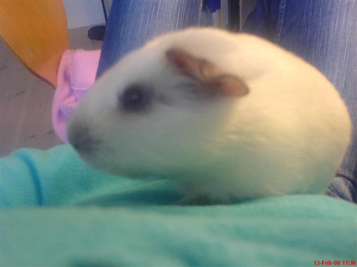 Marsvin Speed SAVNET :( billede 3