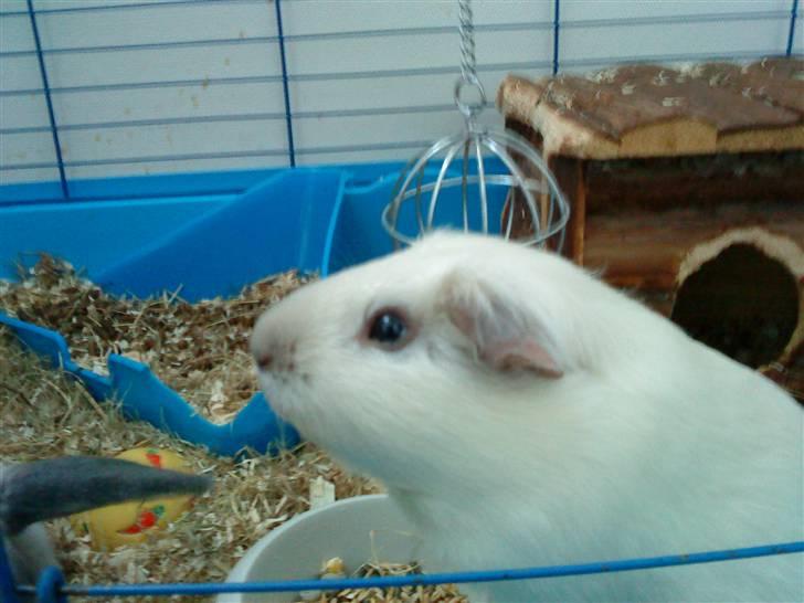 Marsvin Speed SAVNET :( billede 4