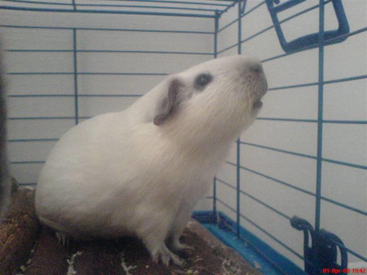 Marsvin Speed SAVNET :( billede 5