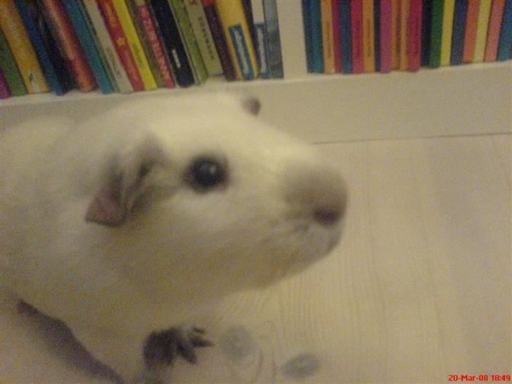 Marsvin Speed SAVNET :( billede 6