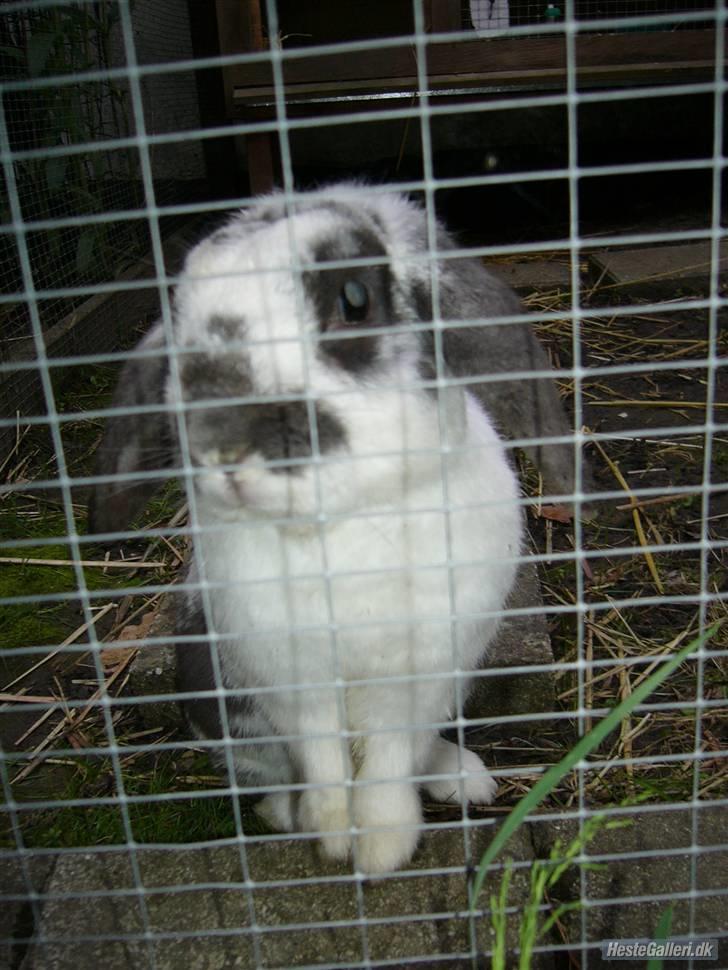 Kanin Pletter - Pletter i sin løbegård billede 2