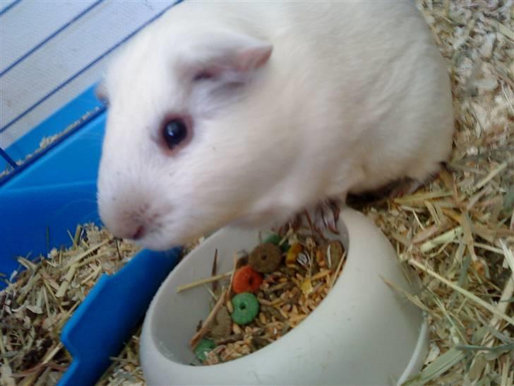 Marsvin Speed SAVNET :( billede 7