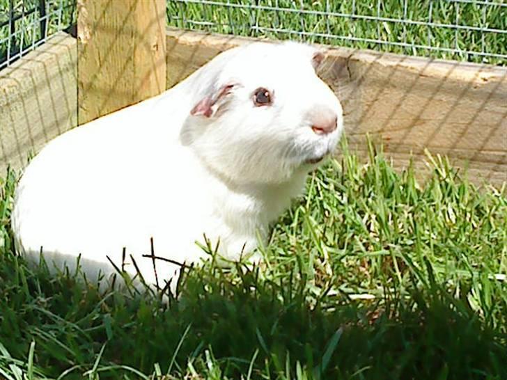 Marsvin Speed SAVNET :( billede 8