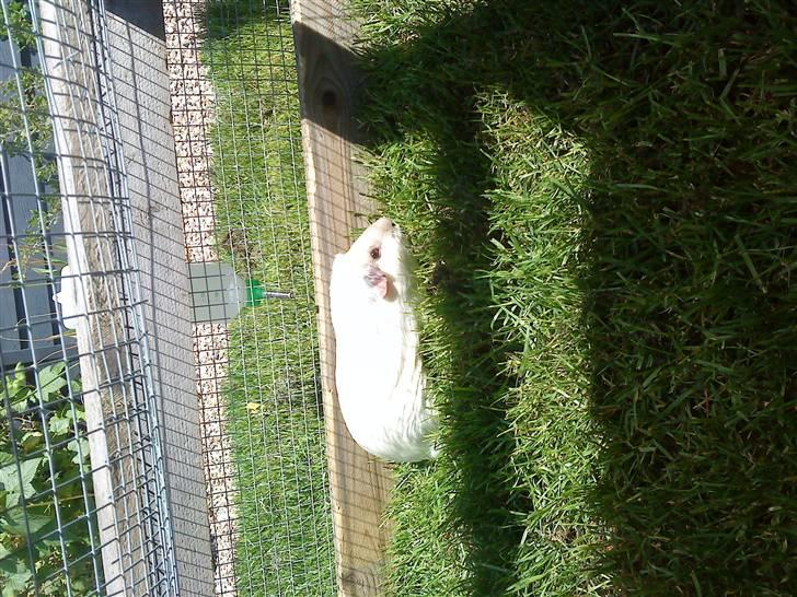 Marsvin Speed SAVNET :( billede 9