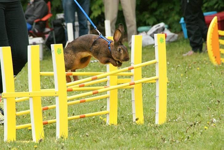 Kanin Kalahari - USM 2010. Svær lige. billede 13