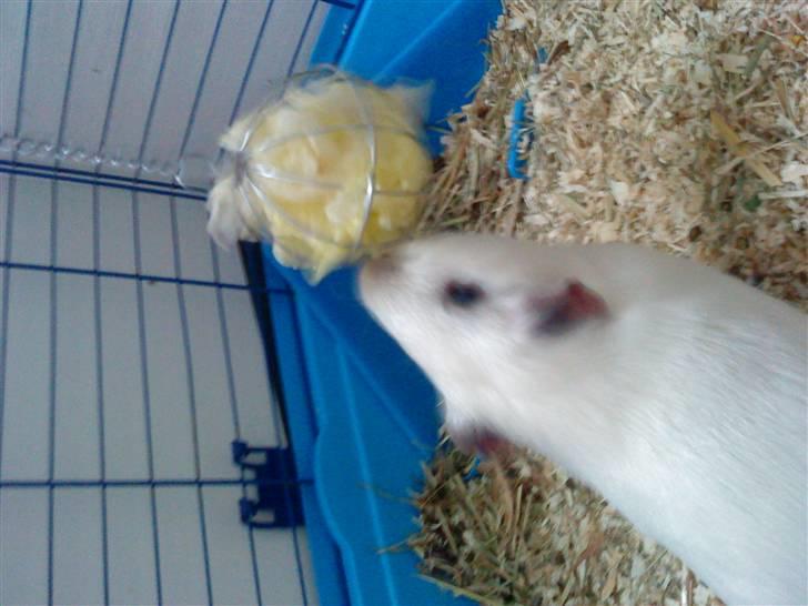 Marsvin Speed SAVNET :( billede 10