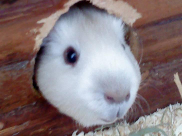 Marsvin Speed SAVNET :( billede 11